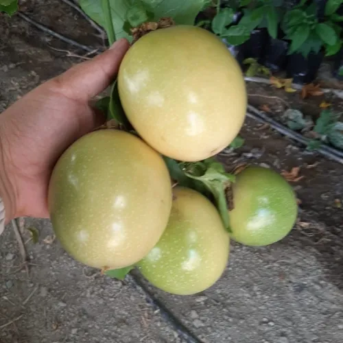 Fruit de la passion