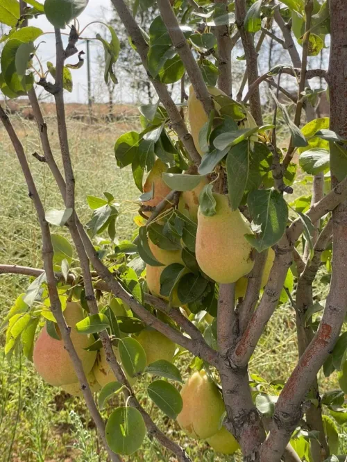Vente Terrain Agricole Djelfa Djelfa