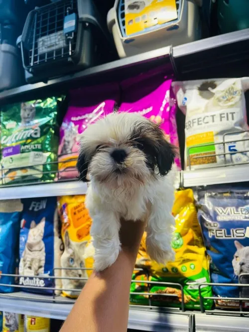 Chytzu 