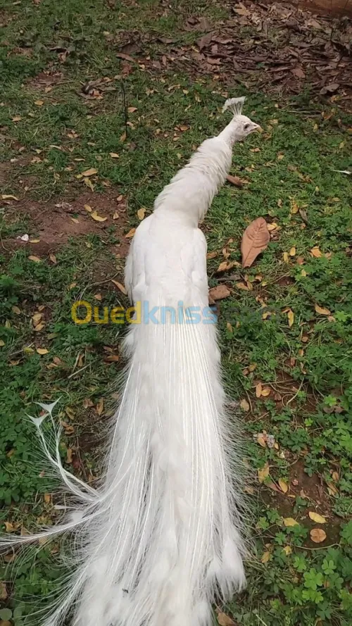 طاووس أبيض