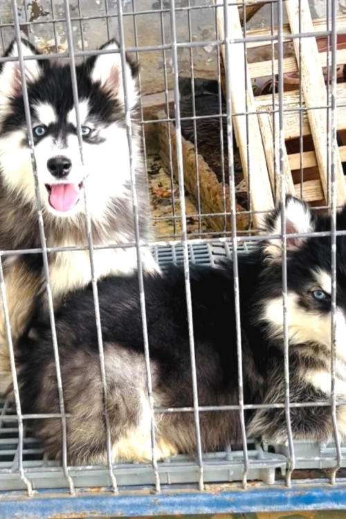 Husky malamute 