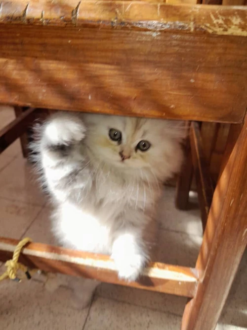 Chat persan chinchilla silver
