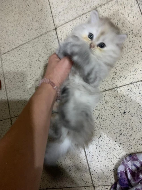 Chat persan chinchilla silver