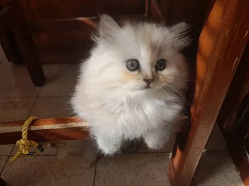 Chat persan chinchilla silver