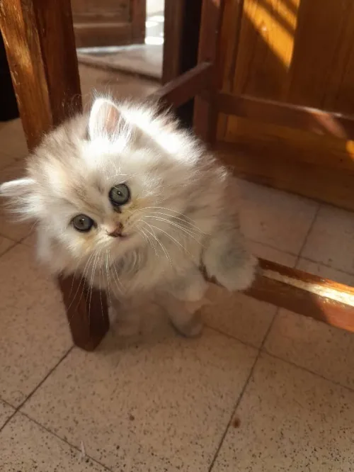 Chat persan chinchilla silver