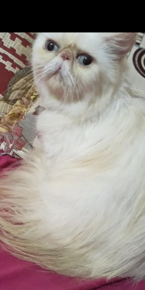 Chat persan femelle adulte raha enchaleur 