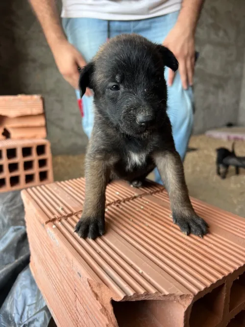 Chiot malinois 