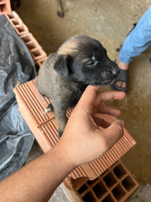 Chiot malinois 