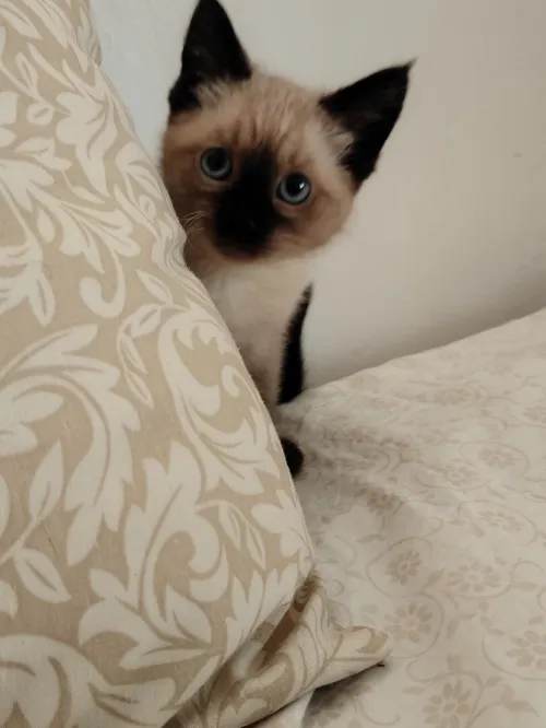 Chat siamois