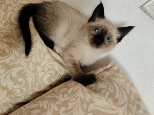 Chat siamois