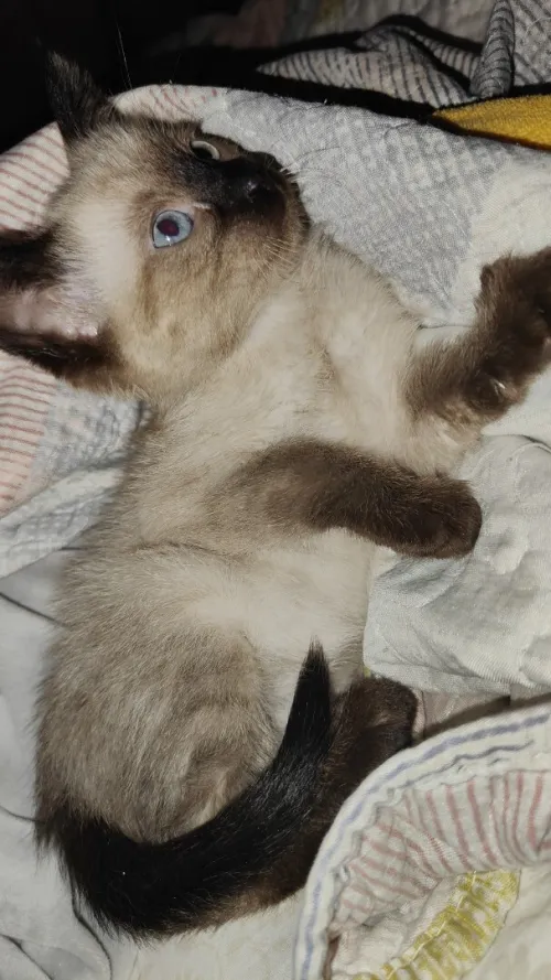 Chat siamois