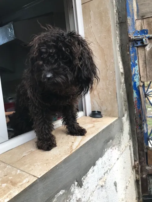 Chien 