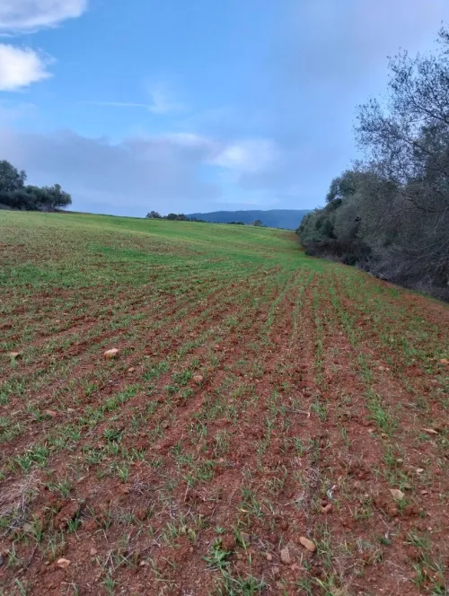 Vente Terrain Agricole Tipaza Meurad