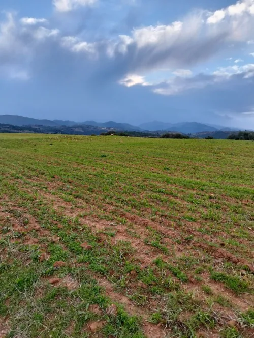 Vente Terrain Agricole Tipaza Meurad