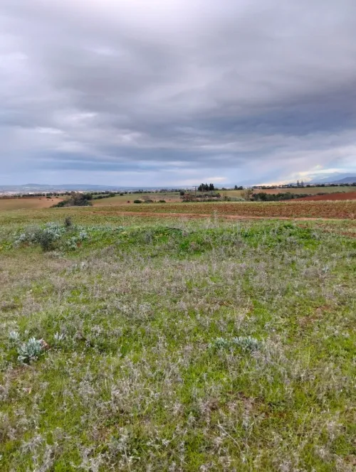 Vente Terrain Agricole Tipaza Meurad