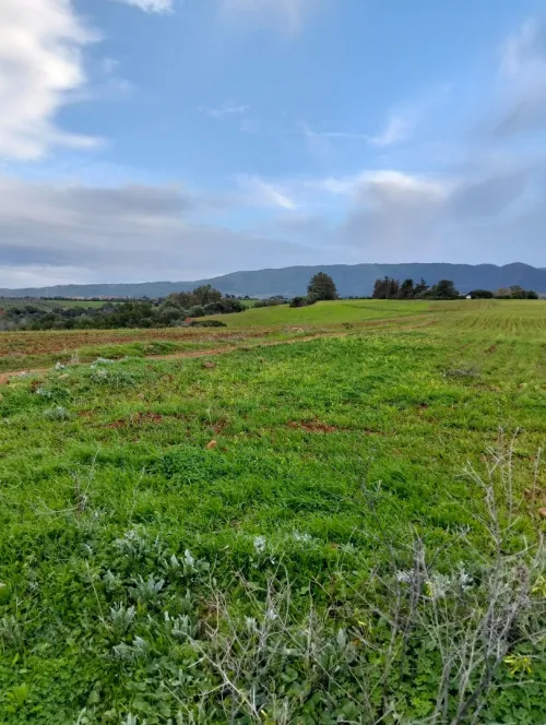Vente Terrain Agricole Tipaza Meurad