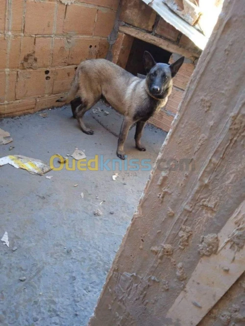 malinois 