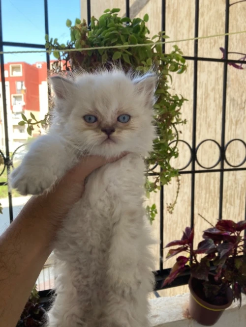 Chaton persian himalayenne pure race