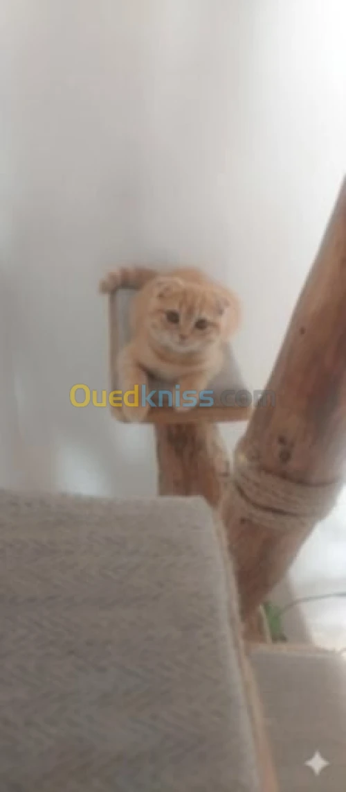 British et scotish shorthair pure race 