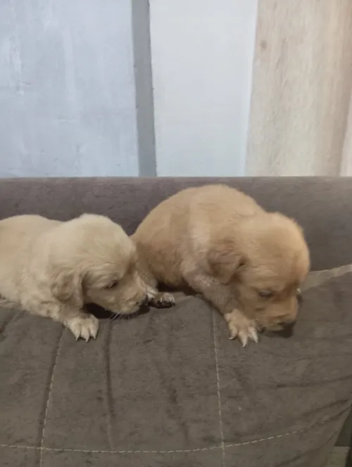 Avendre des chiots