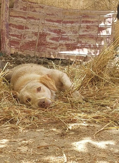 Labrador