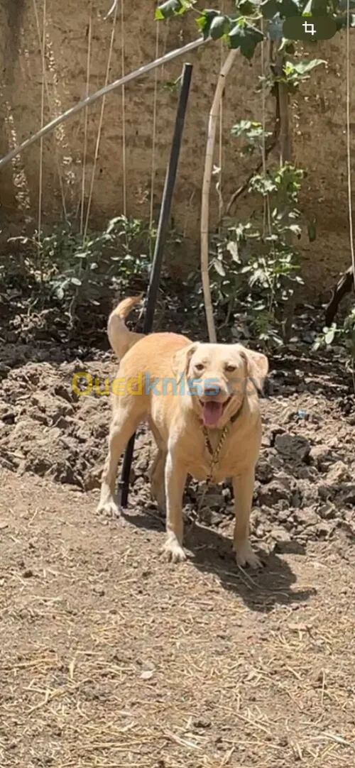 Labrador  