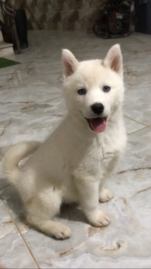 Husky blanc