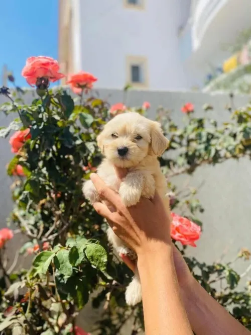 Bichon nain 