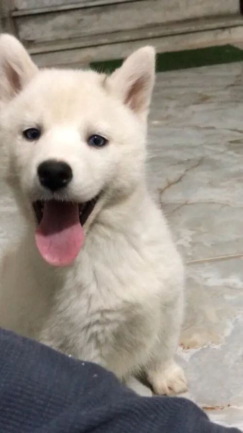 Husky blanc