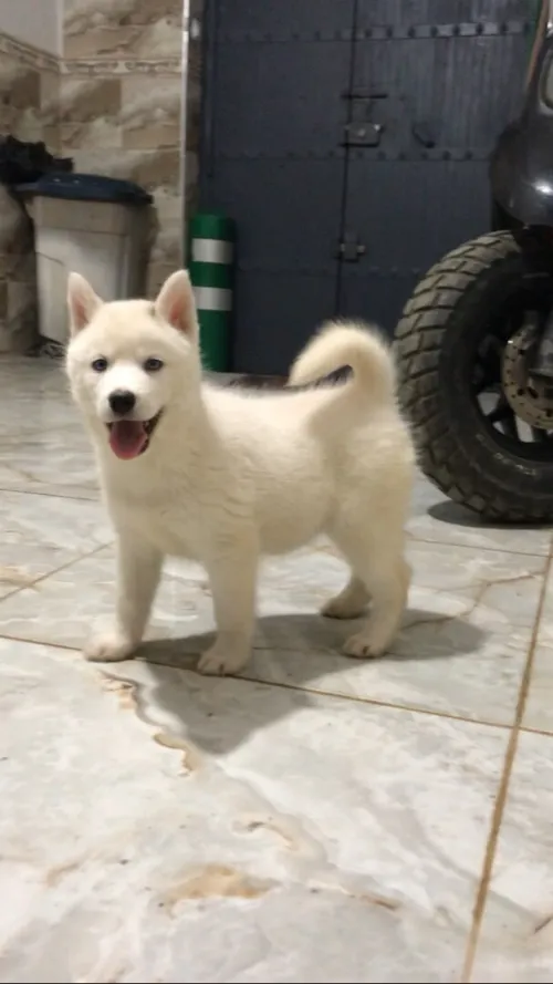 Husky blanc