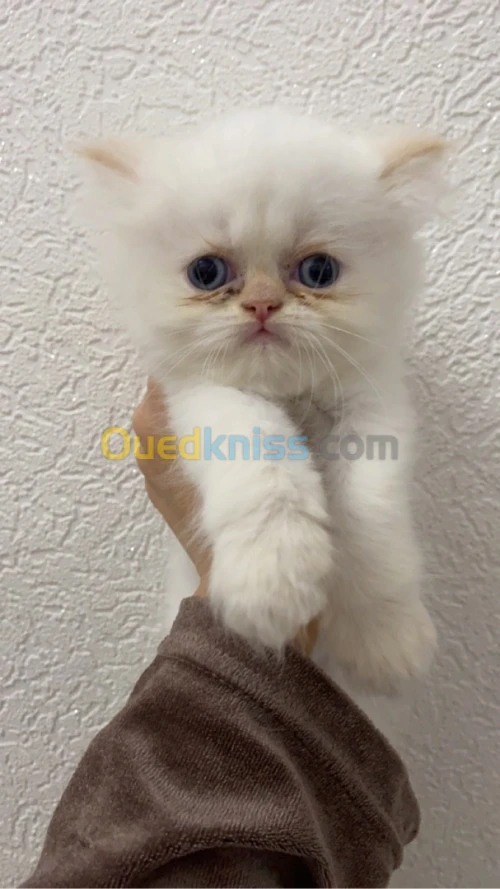 Chatons persan