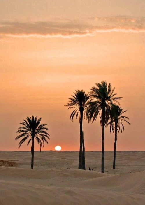 VOYAGE TAGHIT BLADI PALACE