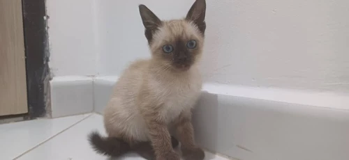Chat siamois 