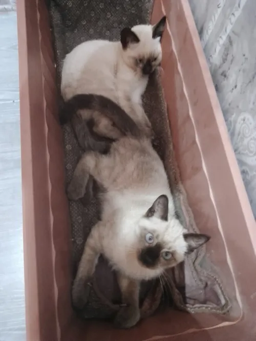 Chat siamois 