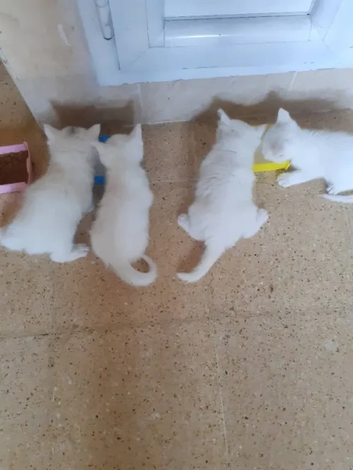 chatons angora blanc