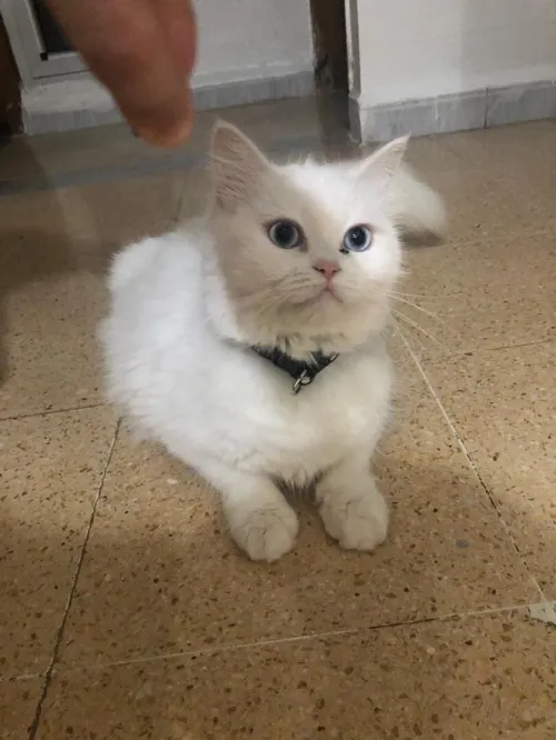 Chat Persan / Angora Femelle pour Accouplement