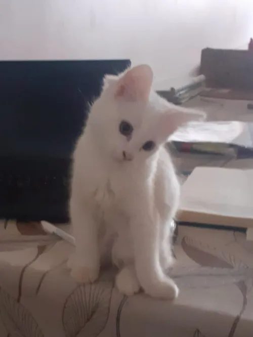 chats Persan Angora