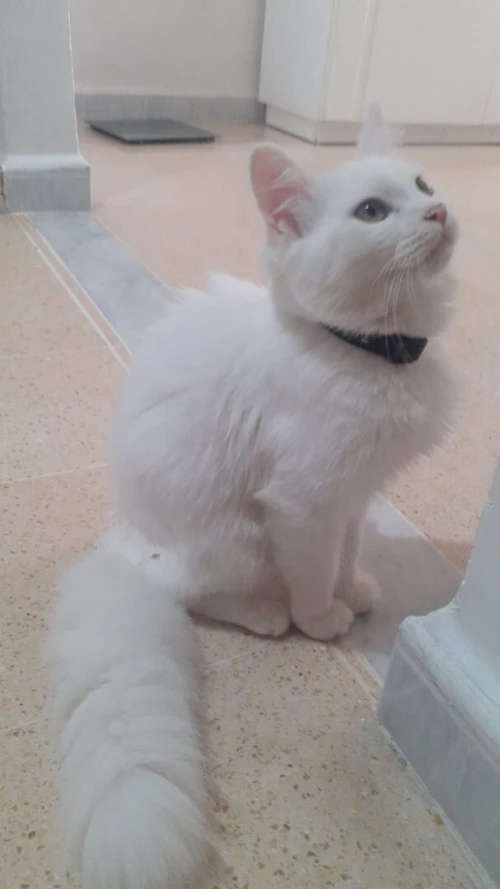 chaton Persan Angora