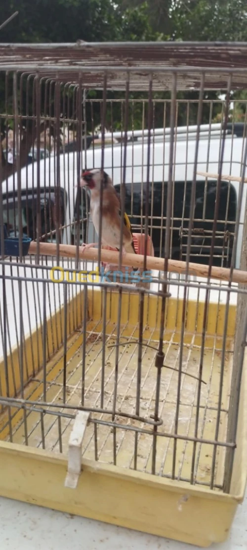 فيمالة بنت الكاجة راهي واجدة حبة 