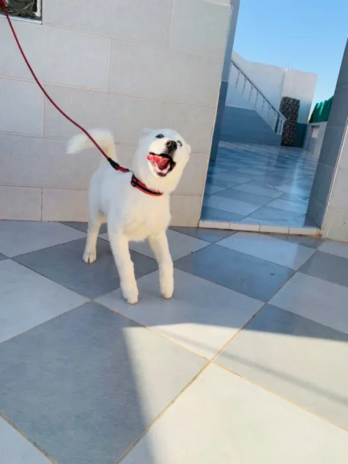 Husky 