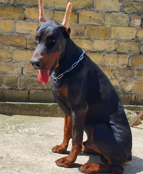 Dobermann Kennel Algerien