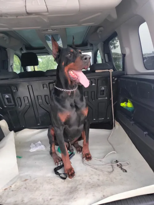 Doberman Européen disponible 