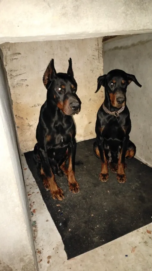 Doberman Européen disponible 