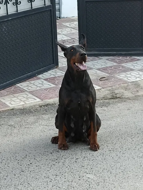 Doberman Européen disponible 