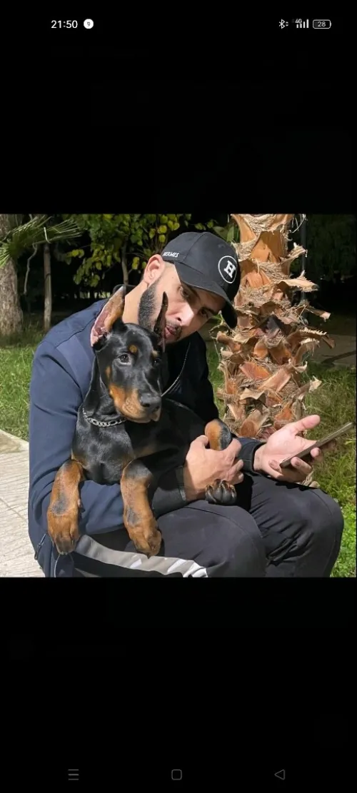 Doberman Européen disponible 