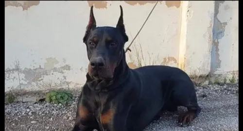 Doberman Européen disponible 
