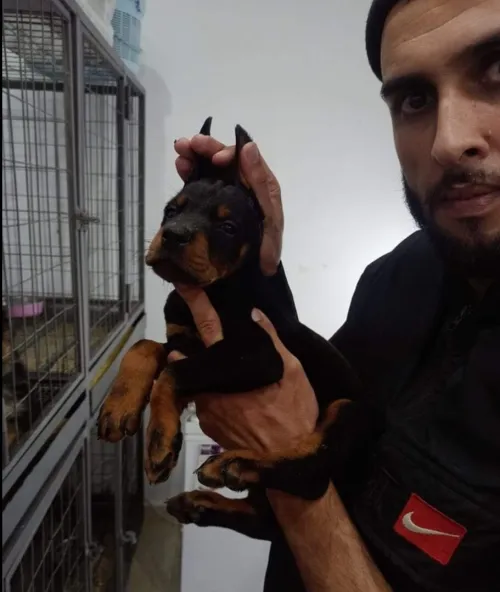 Dobermann Kennel Algerien