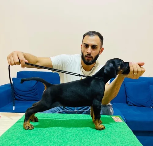 Doberman Européen disponible 