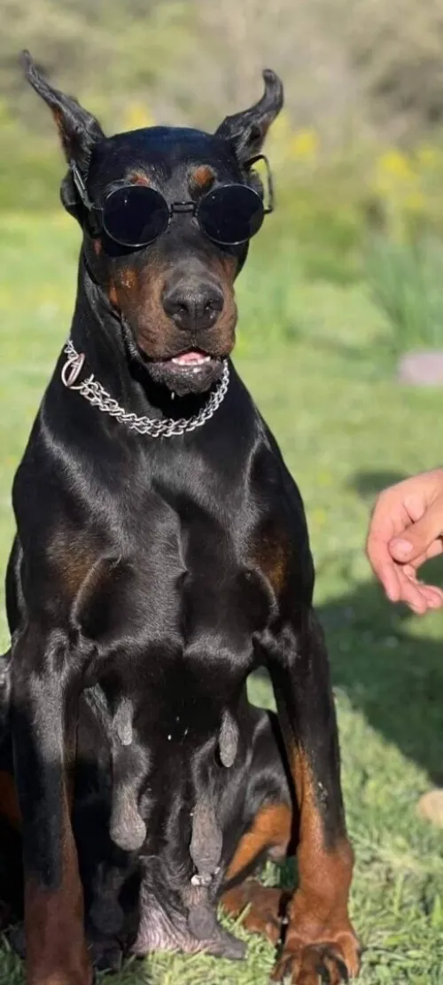 Dobermann Kennel Algerien