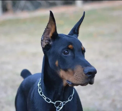 Doberman Européen disponible 